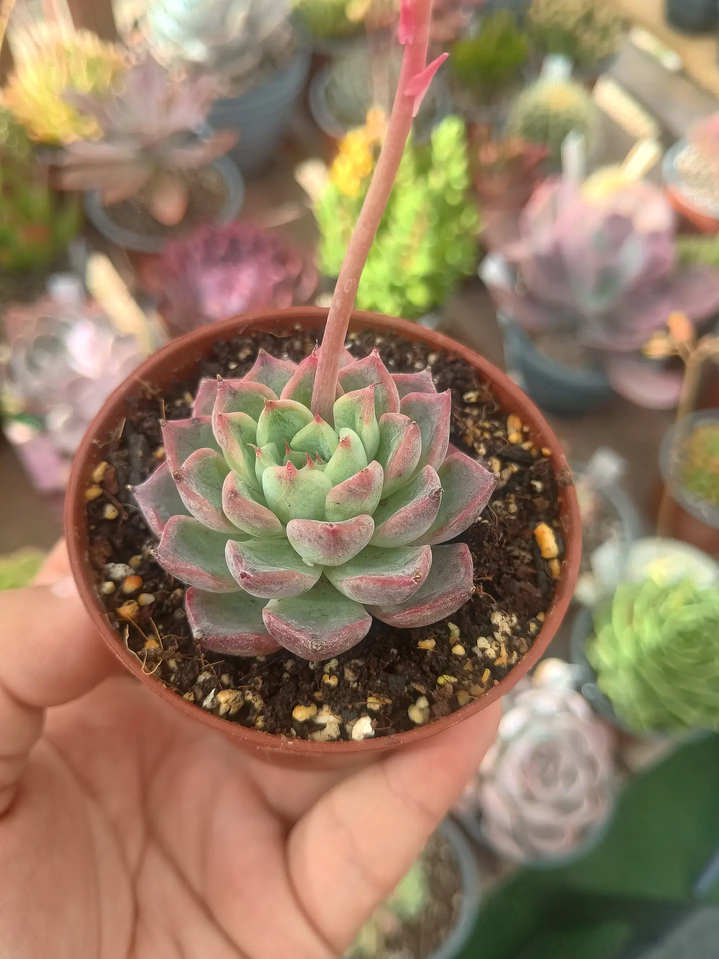Echeveria ssp 1