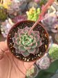 Echeveria ssp - Miniatura 2