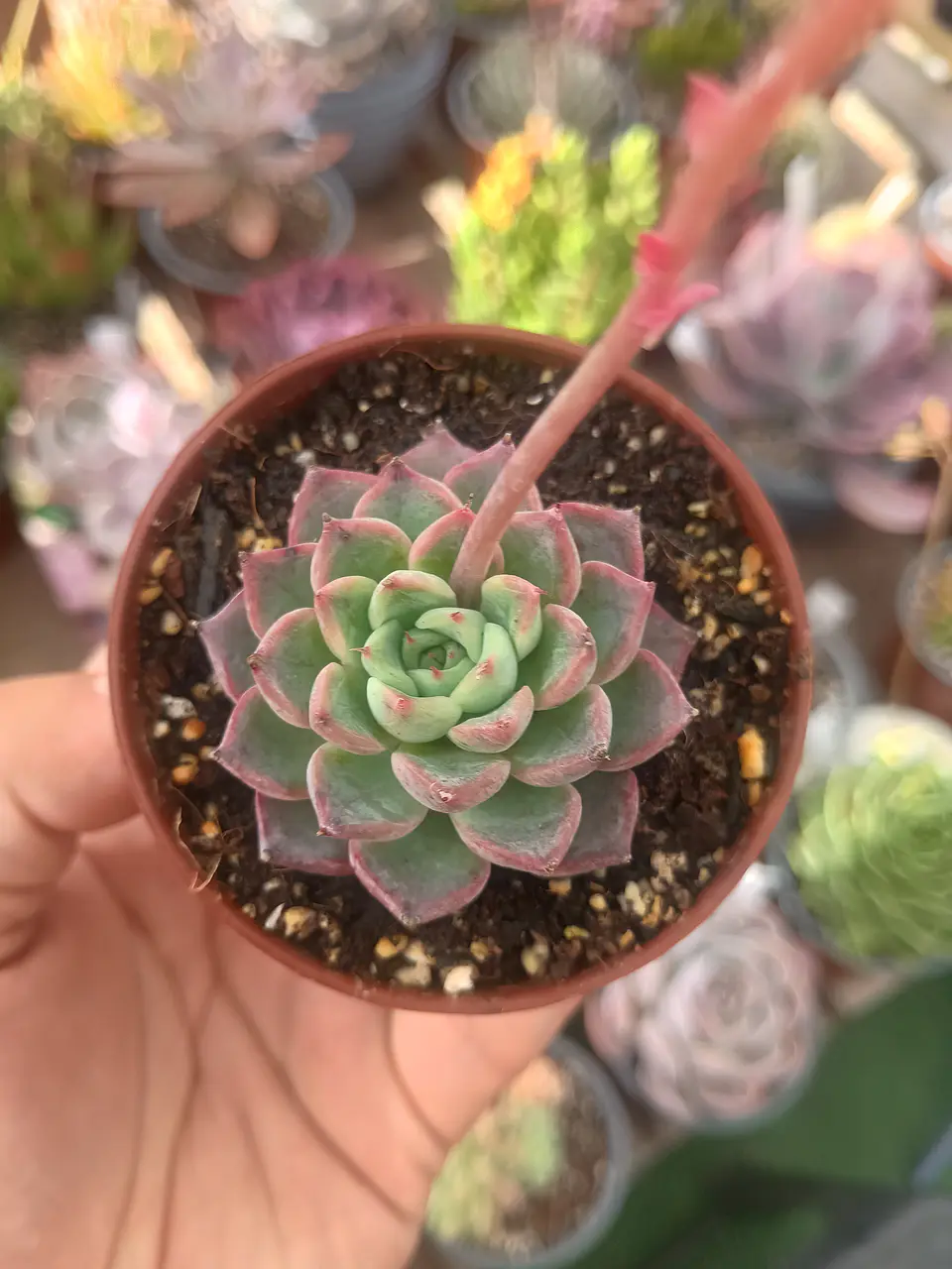 Echeveria ssp 2