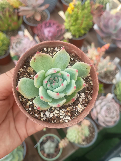Echeveria Beatrice