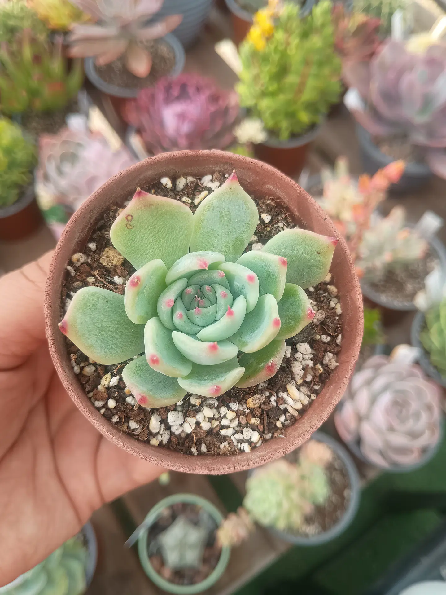 Echeveria Beatrice 1