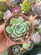 Echeveria Beatrice - Miniatura 1
