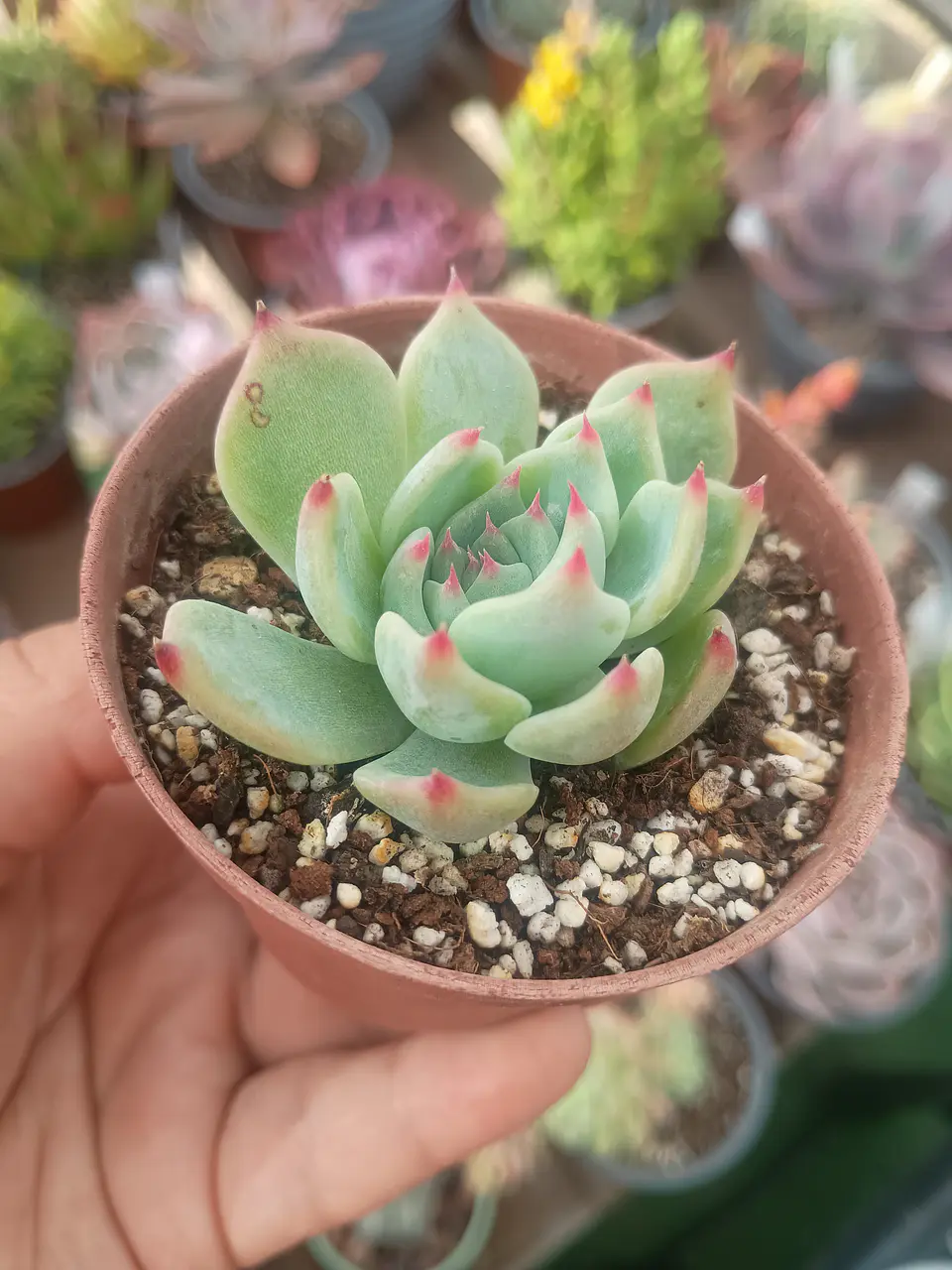 Echeveria Beatrice 2