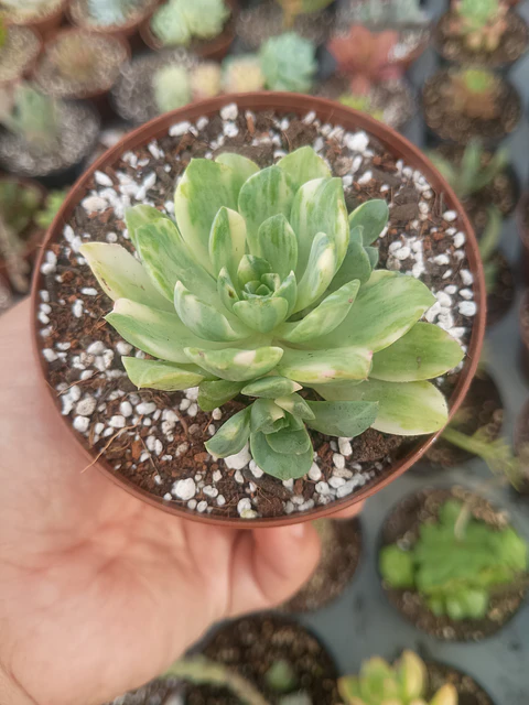 Aeonium Castello pai vae variegado
