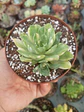 Aeonium Castello pai vae variegado - Miniatura 1