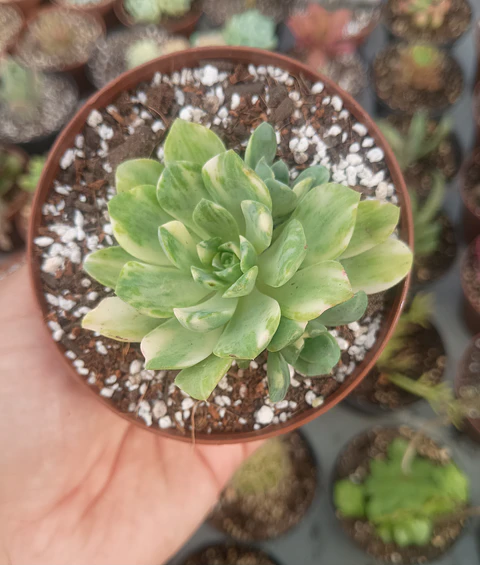Aeonium Castello pai vae variegado