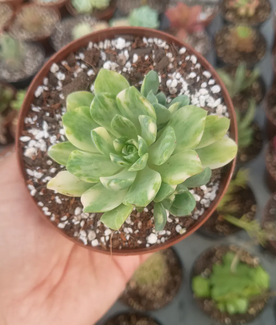 Aeonium Castello pai vae variegado 2