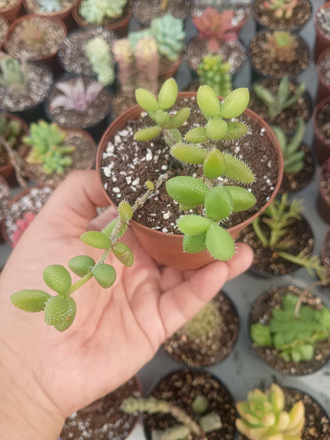 Delosperma echinatum