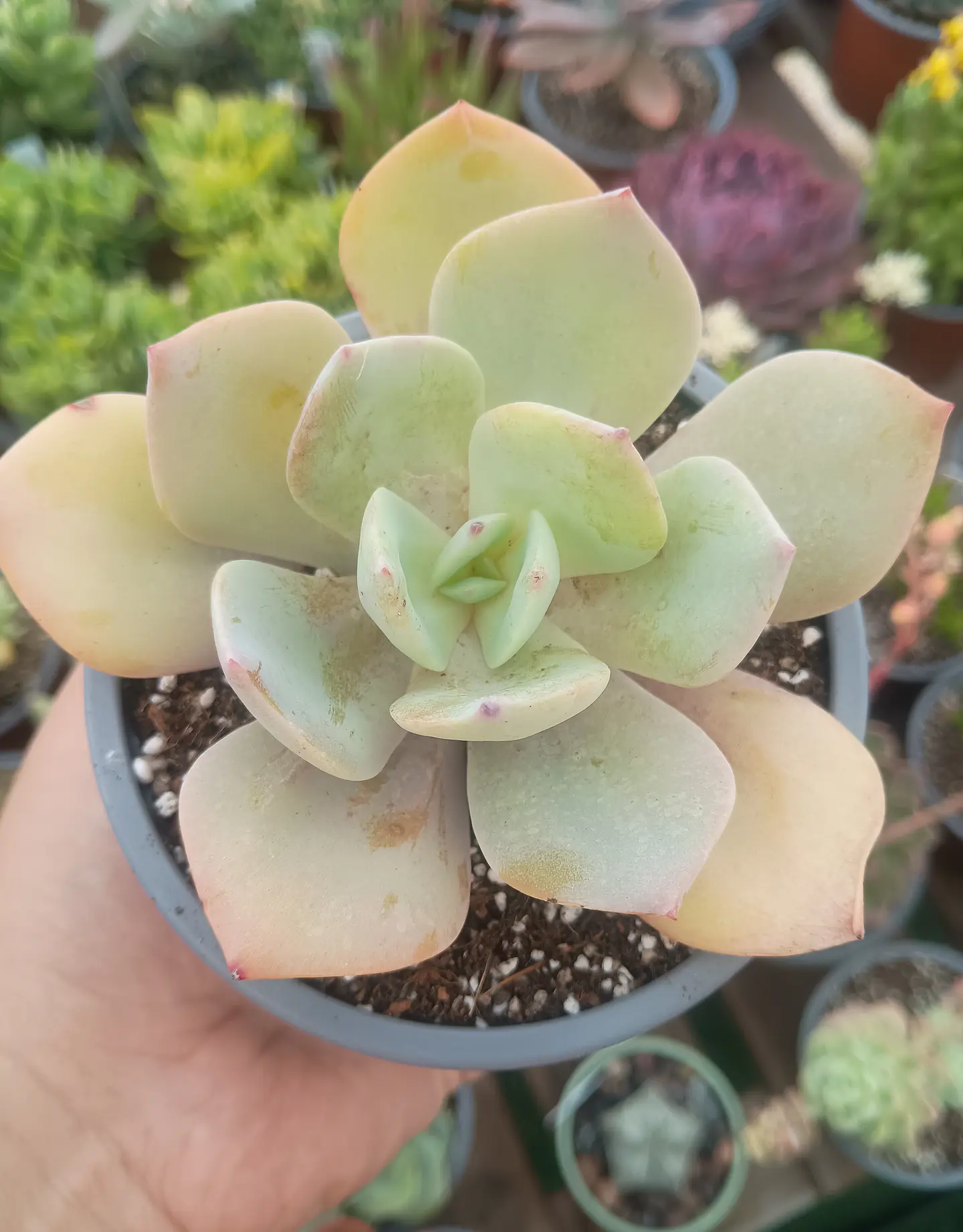 Echeveria haku hou, M 1