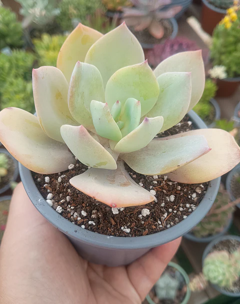 Echeveria haku hou, M