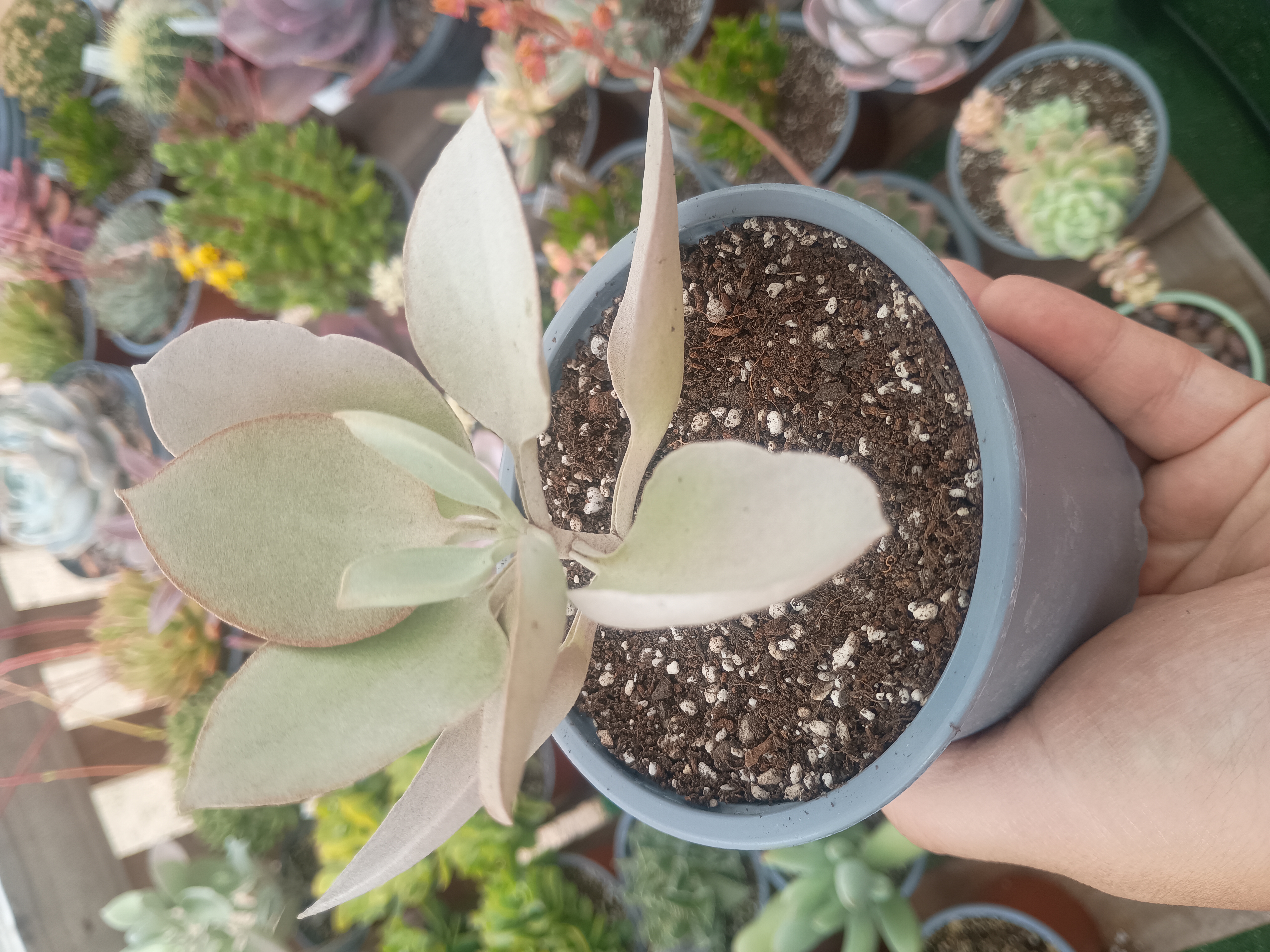 Kalanchoe Silverspoon M