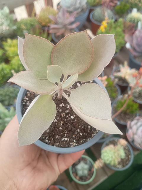 Kalanchoe Silverspoon M
