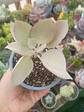 Kalanchoe Silverspoon M - Miniatura 2
