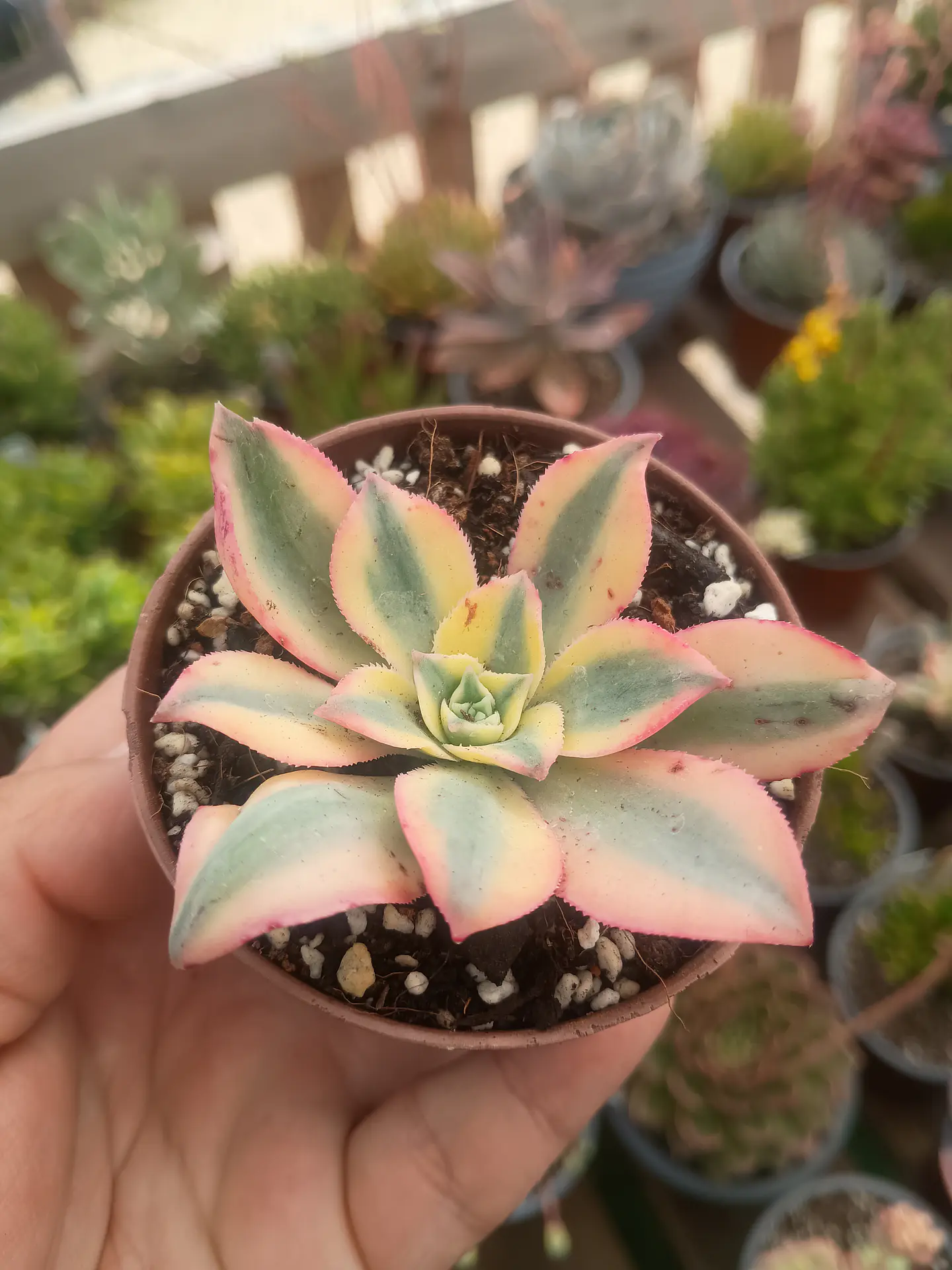 Aeonium sunburst  1