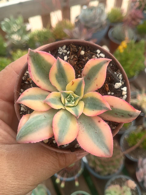Aeonium sunburst 