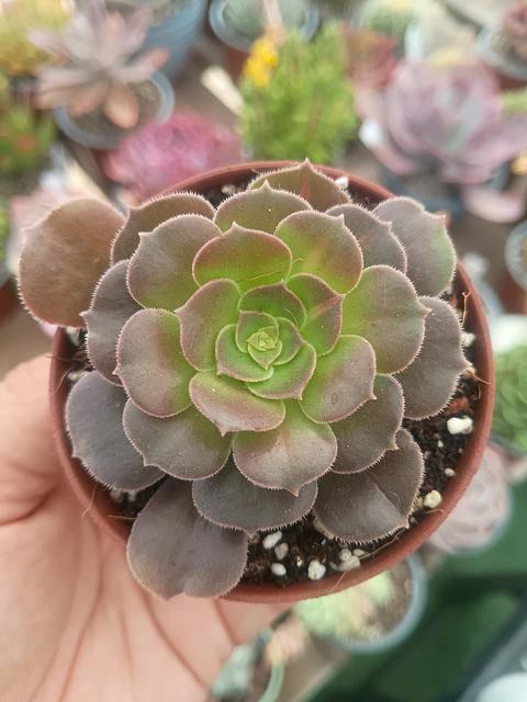 Aeonium Kilimanjaro