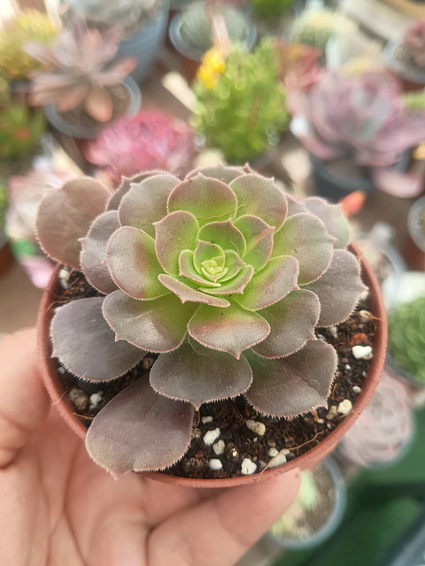 Aeonium Kilimanjaro