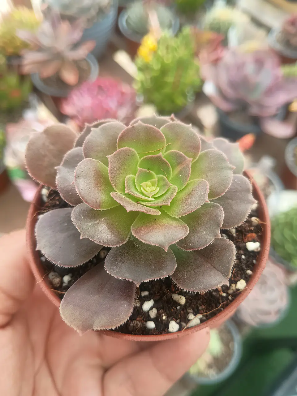 Aeonium Kilimanjaro 2