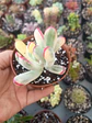 Cotyledon flanagahnii variegado - Miniatura 1