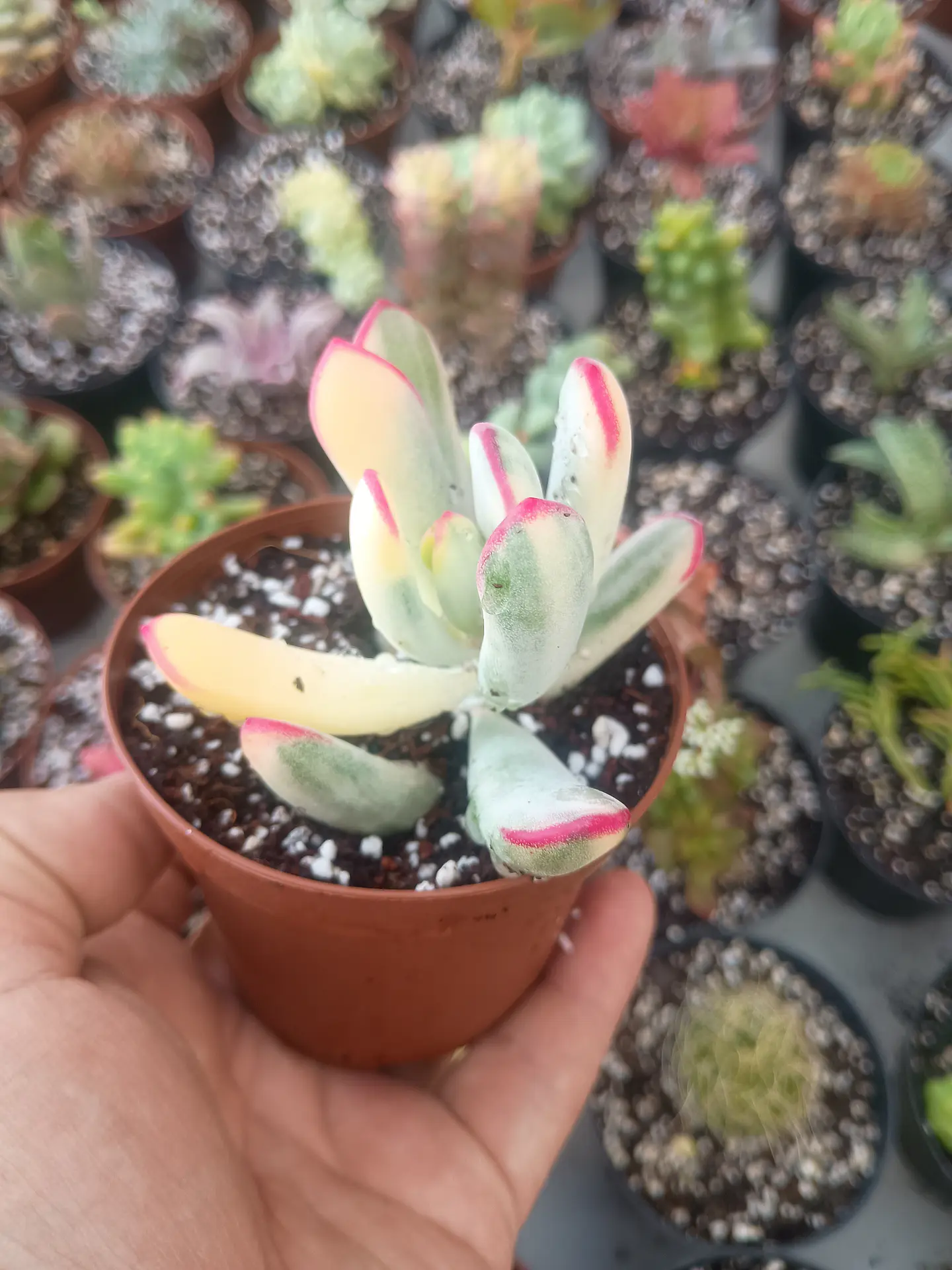 Cotyledon flanagahnii variegado 2