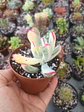 Cotyledon flanagahnii variegado - Miniatura 2