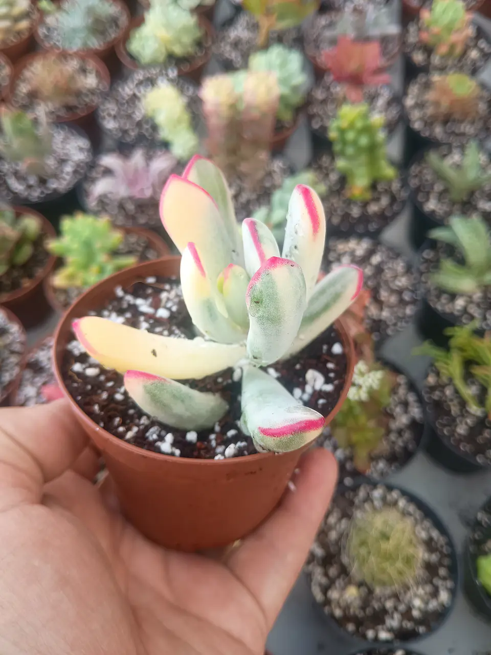 Cotyledon flanagahnii variegado 2