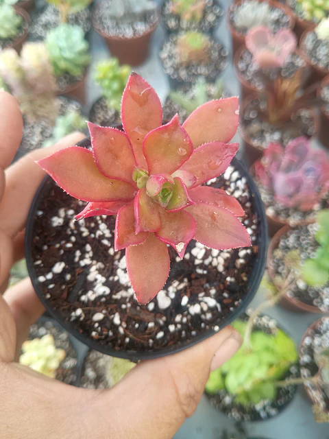 Aeonium ssp