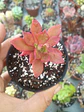 Aeonium ssp - Miniatura 1