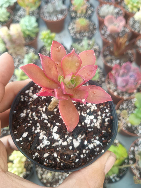 Aeonium ssp