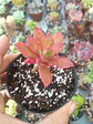 Aeonium ssp - Miniatura 2