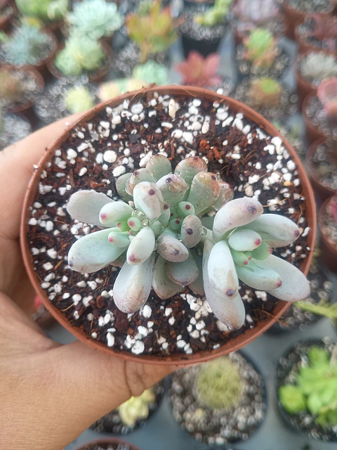 Graptopetalum pachyphyllum