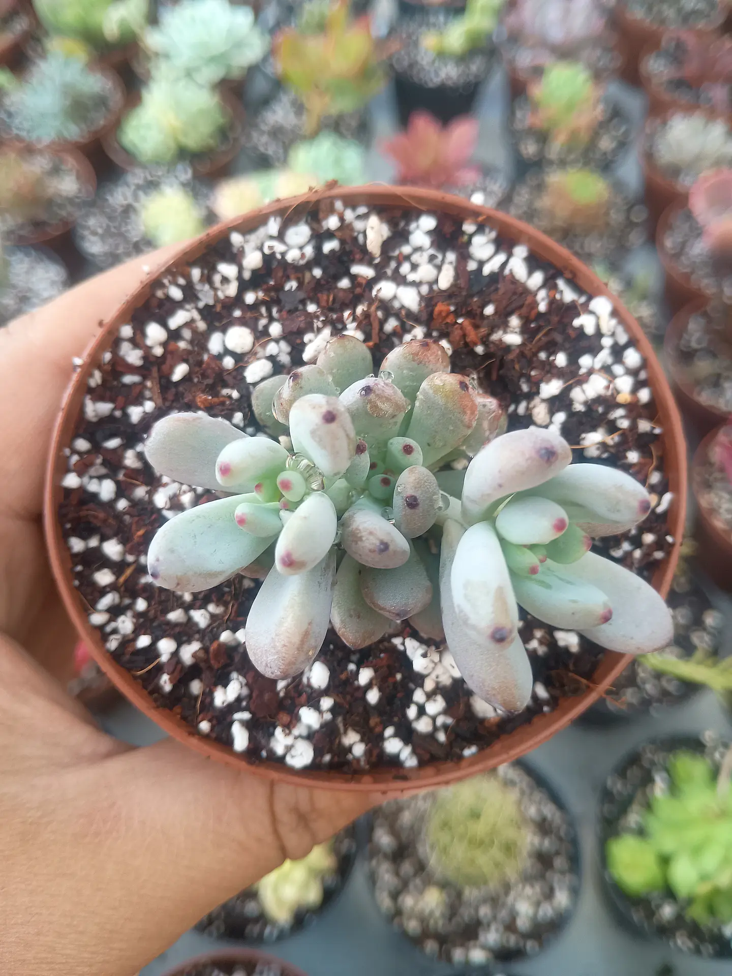 Graptopetalum pachyphyllum 1