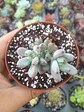 Graptopetalum pachyphyllum - Miniatura 1