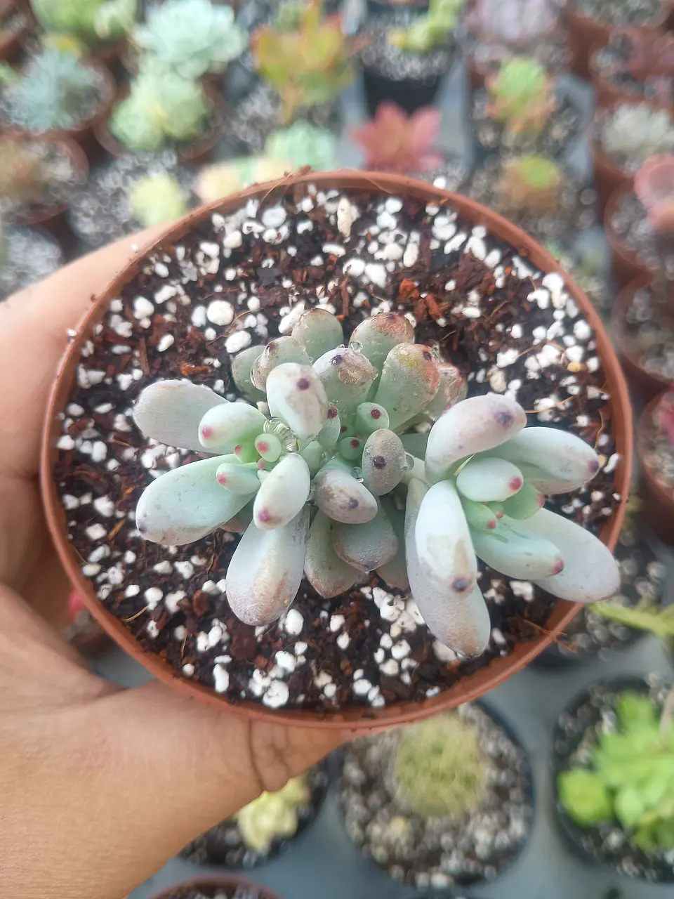 Graptopetalum pachyphyllum 1