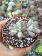 Graptopetalum pachyphyllum - Miniatura 2