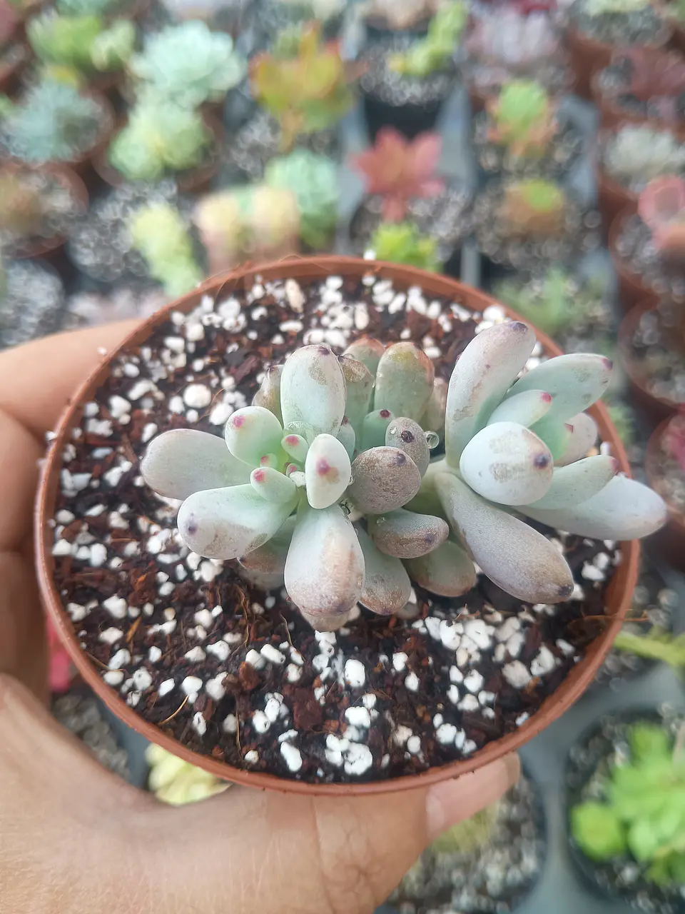 Graptopetalum pachyphyllum 2