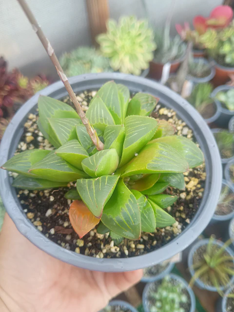 Haworthia retusa, con hijos