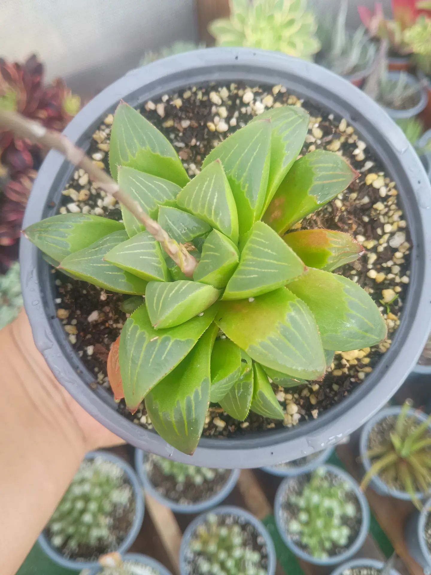 Haworthia retusa, con hijos 2