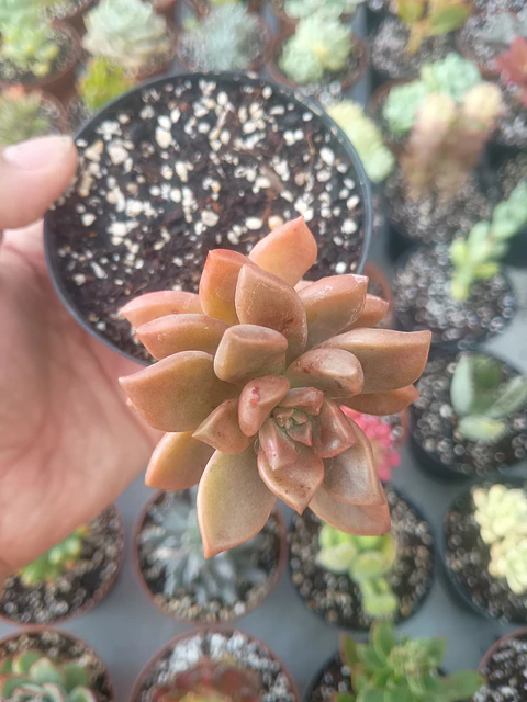 Graptosedum bronce