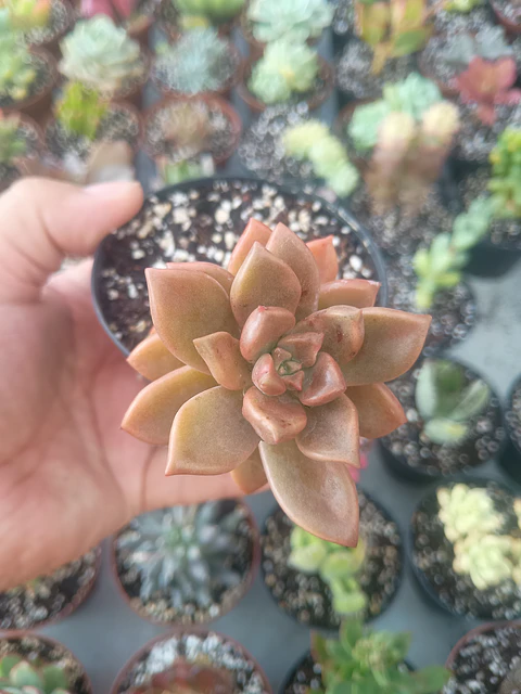 Graptosedum bronce