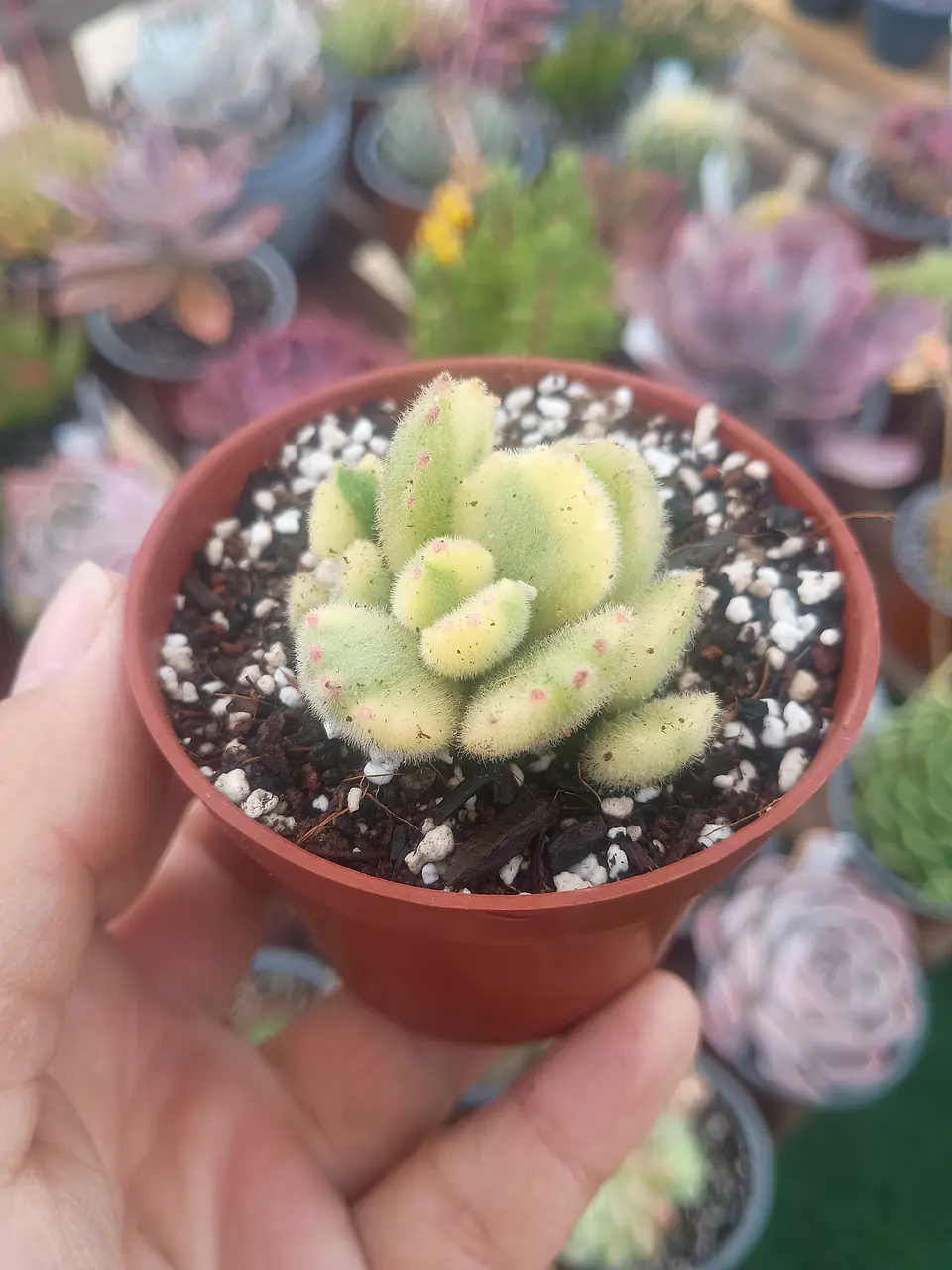 Cotyledon tomentosa variegada 1