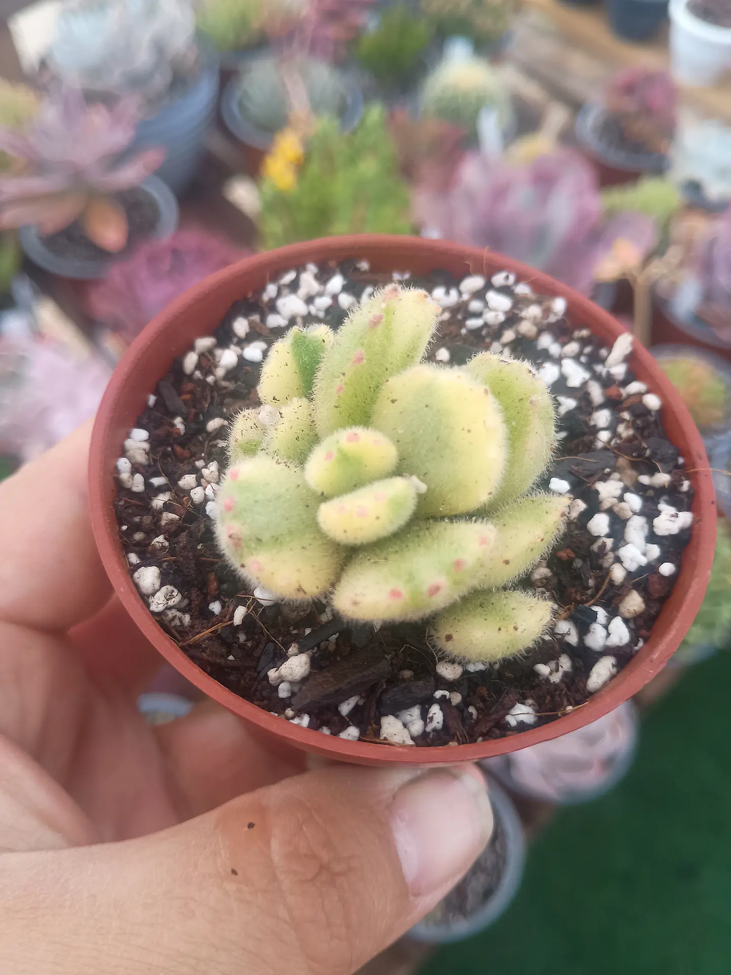 Cotyledon tomentosa variegada 2