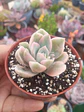 Echeveria Fantome variegada - Miniatura 1