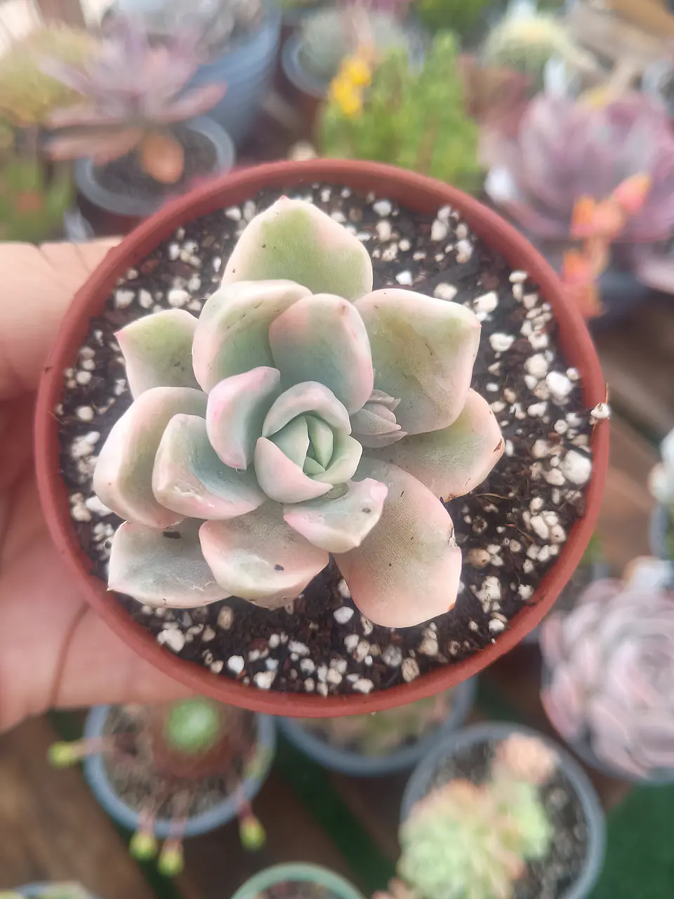 Echeveria Fantome variegada 2