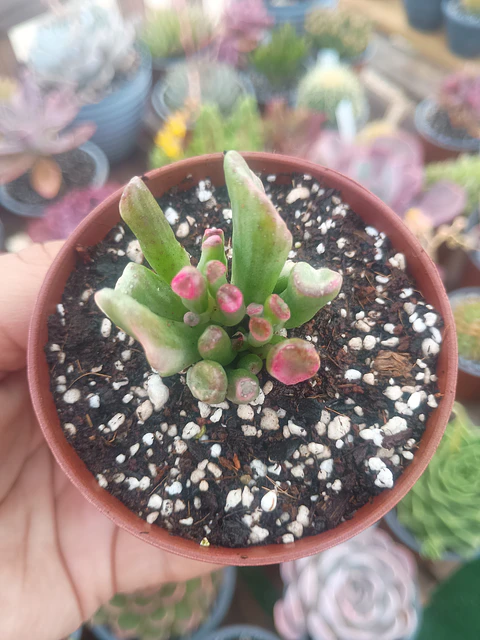 Crassula ovata gollum variegada