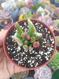 Crassula ovata gollum variegada - Miniatura 1