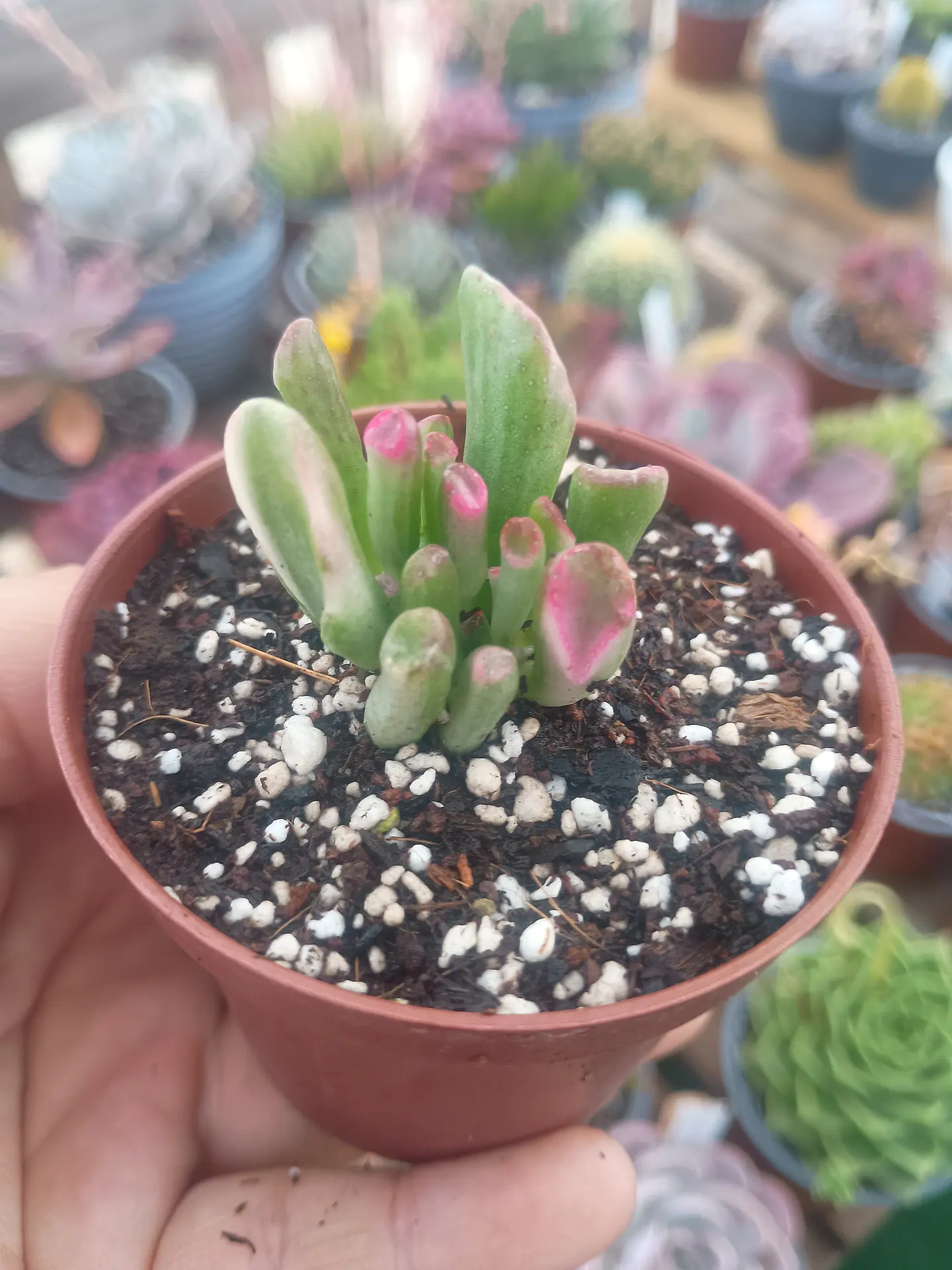 Crassula ovata gollum variegada 2