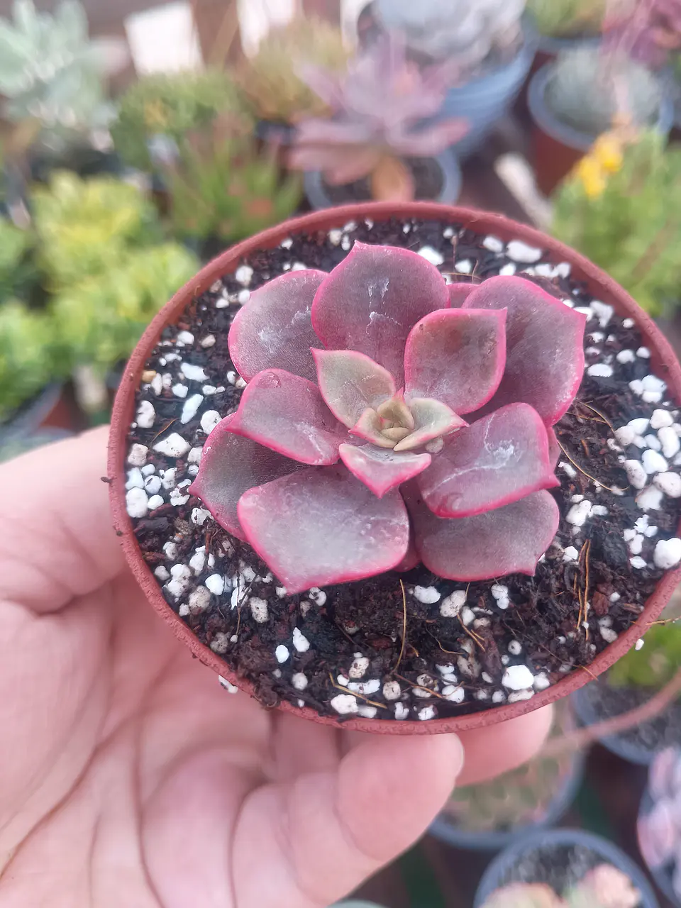 Echeveria vampire red ball 1