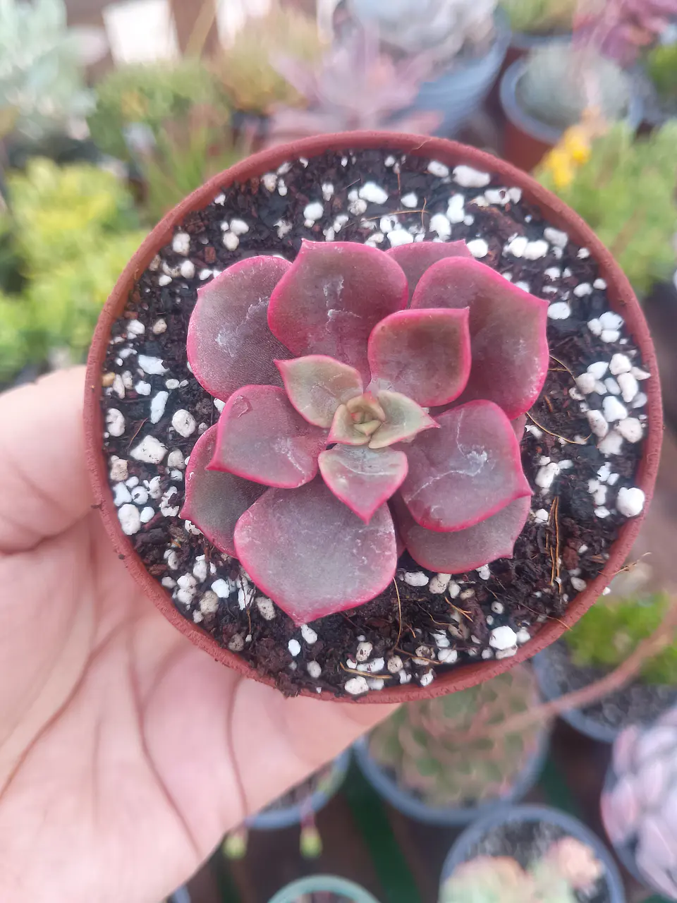 Echeveria vampire red ball 2
