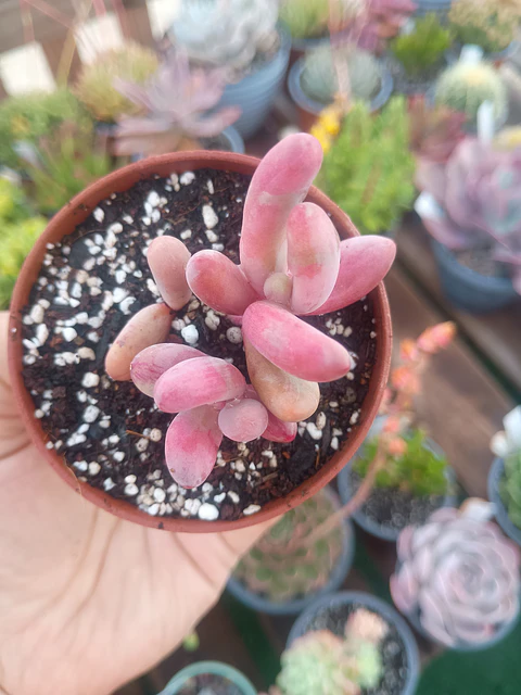 Pachysedum gonzou variegado